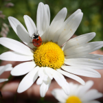 visuel j'aime la nature naturopathie