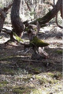 MARTINE AUGOYAT La Vie danse dans l'arbre coupé